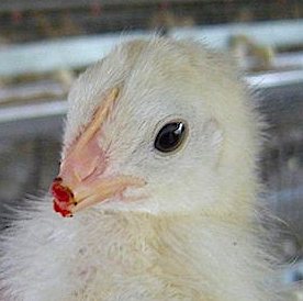 debeaked-chick