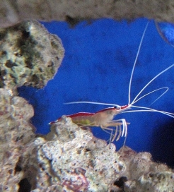 800px-Prawn